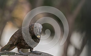 Kaka bird eats corn kernel in backyard