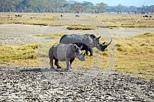 Gorgeous wild rhinos