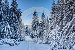 Gorgeous winter landscape in the mountains with snow on trees, Slovakia Velky Choc