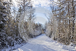 Gorgeous winter nature landscape view. Bend of country road and frosty forest trees.