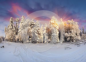 Gorgeous winter sunrise in Carpathian mountains with snow cowered trees.