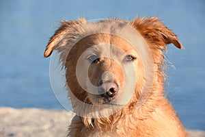 Gorgeous Yarmouth Toller Dog Up Close