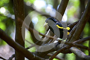 Gorgeous yellow and black sitting elegantly on a branch