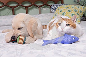 Gorgeous yellow labrador retriever puppy with his friend, Oso the cat