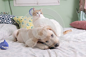 Gorgeous yellow labrador retriever puppy with his friend, Oso the cat photo