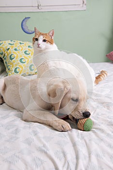 Gorgeous yellow labrador retriever puppy with his friend, Oso the cat photo