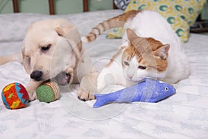 Gorgeous yellow labrador retriever puppy with his friend, Oso the cat photo