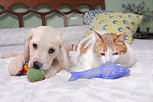 Gorgeous yellow labrador retriever puppy with his friend, Oso the cat photo