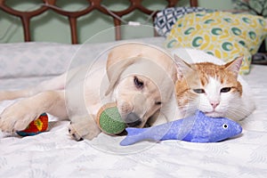 Gorgeous yellow labrador retriever puppy with his friend, Oso the cat photo