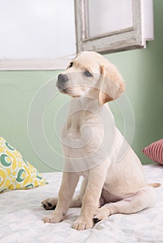 Gorgeous yellow labrador retriever puppy photo