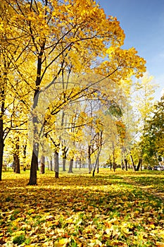 Gorgeous Yellow leaves Paradis in deep autumn photo