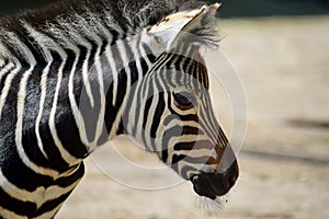 Gorgeous Young Baby Zebra Head Close Up Portrait