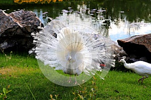 Gorgeous young peacock spreads its tail on green grass. White peacock dances marriage dance, shows feather