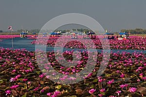 Gorgeously landscape of pink waterlily at the lake