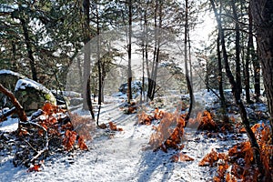 Gorges de Franchard footpath under snow in Fontainebleau forest