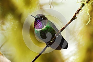 Gorgeted Sunangel, Heliangelus strophianus, hummingbird from Mindo forest, Bellavista, Ecuador photo