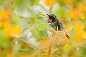 Gorgeted sunangel, Heliangelus strophianus, hummingbird with yellow flower bloom tree. Bird from Mindo in Ecuador, South America. photo