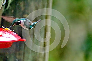 Gorgeted woodstar in Ecuador