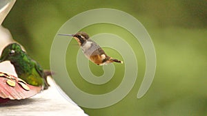 Gorgeted woodstar hummingbird at a feeder