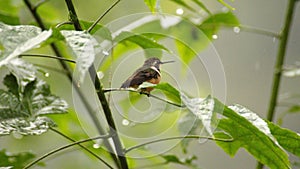 Gorgeted woodstar hummingbird perched on a leaf