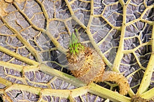 Gorgon Euryale Seed and leaf