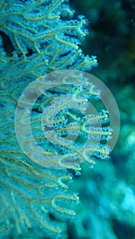 Gorgonacea sea fan close up polyps out reef of indonesia