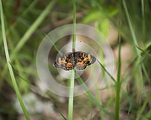 Gorgone Checkerspot Butterfly