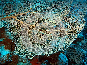 Gorgone coral