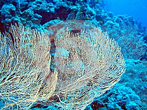 Gorgone coral