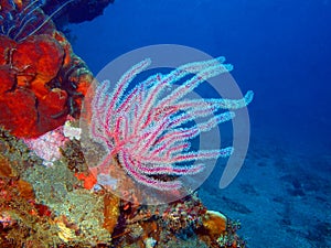 Gorgone coral