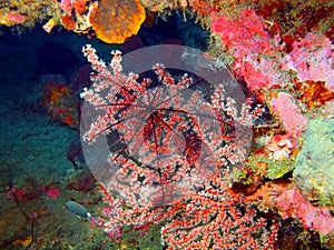 Gorgone coral