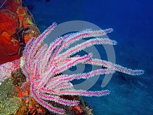 Gorgone coral