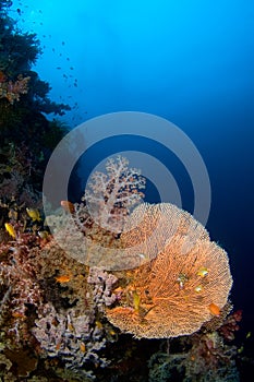 Gorgonia coral Philippines