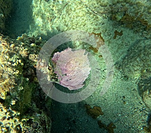 gorgonia ventalina, soft coral in caribbean sea, also called sea fan