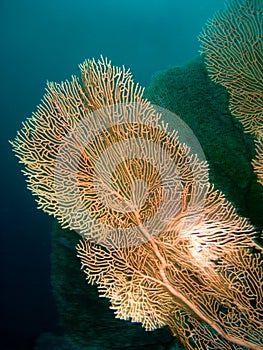 Gorgonian