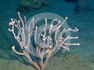 Gorgonian coral