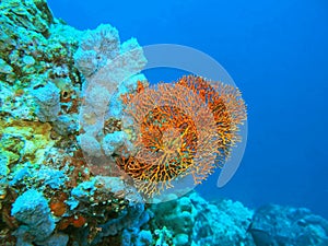 Gorgonian coral