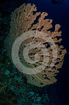 Gorgonian coral in the red sea