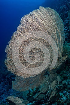Gorgonian coral in the red sea
