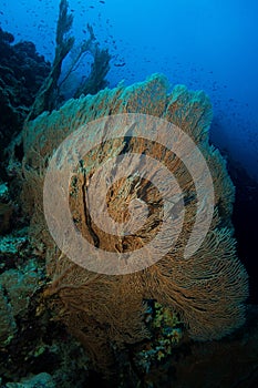 Gorgonian coral in the red sea