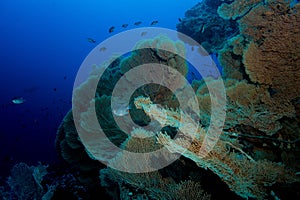 Gorgonian coral in the red sea