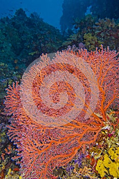 Gorgonian, Coral Reef, South Ari Atoll, Maldives