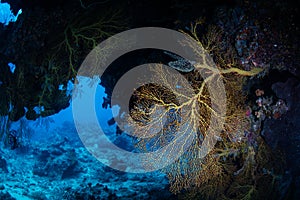 Gorgonian and Dark Grotto on Reef