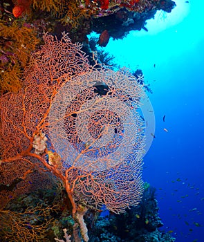 Gorgonian fan coral