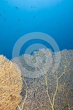 Gorgonian fan coral with blue background.
