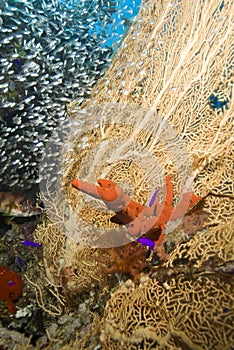 Gorgonian fan coral with Red sponge.