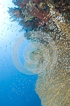 Gorgonian fan coral with school of baitfish.