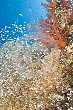 Gorgonian fan coral with school of baitfish.