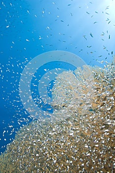 Gorgonian fan coral with school of baitfish.