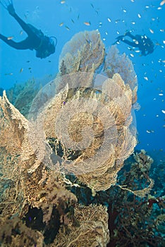 Gorgonian fan coral with scuba divers.